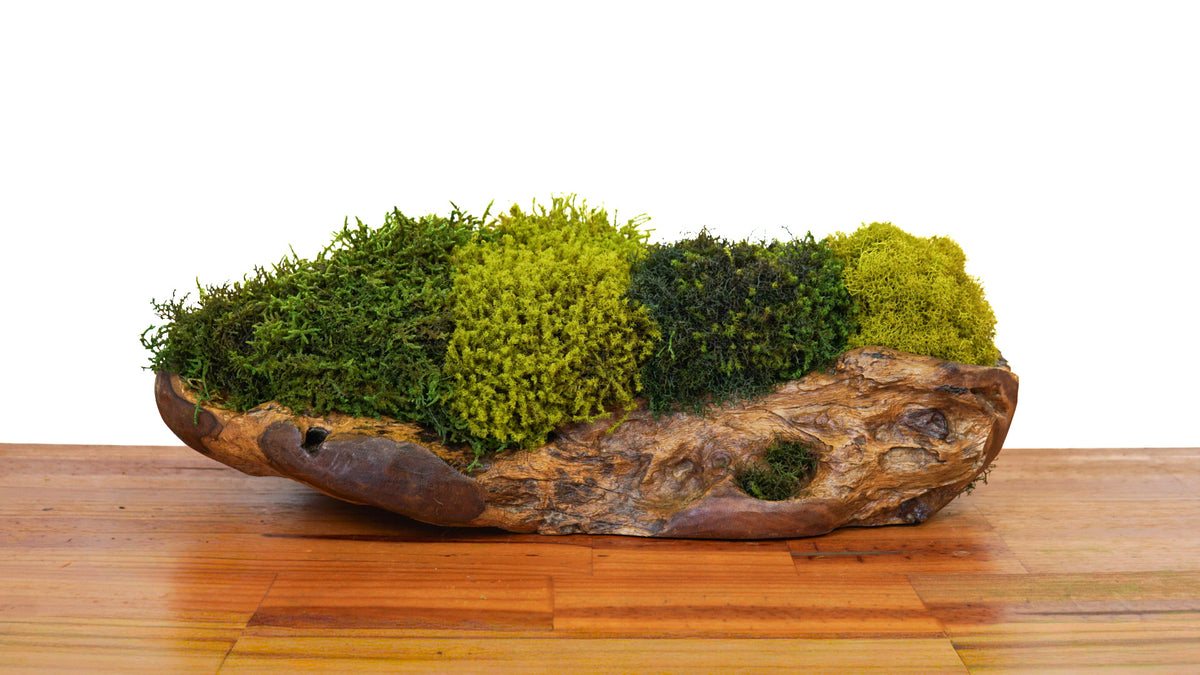 Teak wood canoe XIX