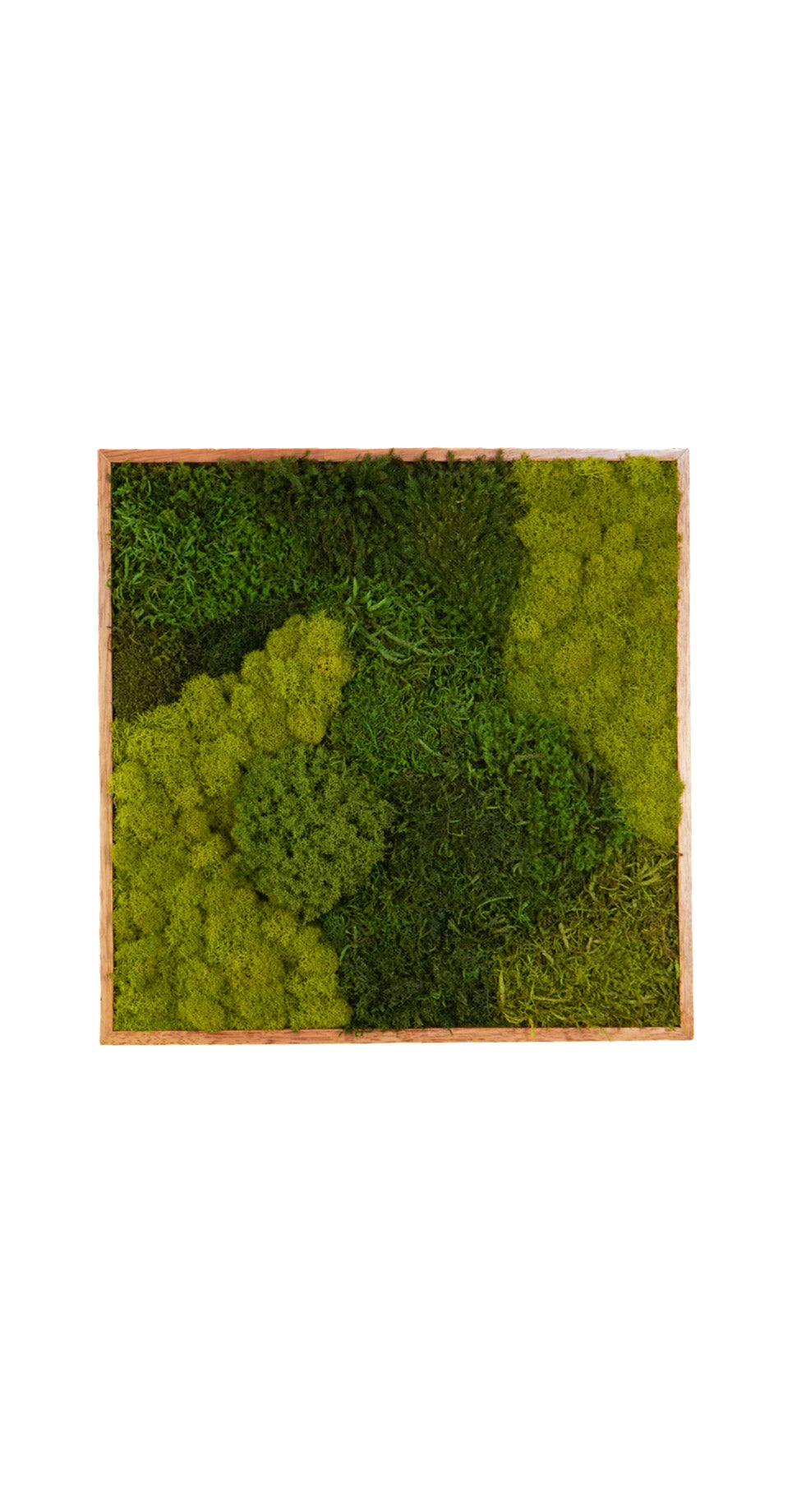 Quadro 50 x 50 Natural IV