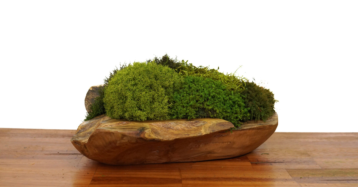 Root Teak Grand II