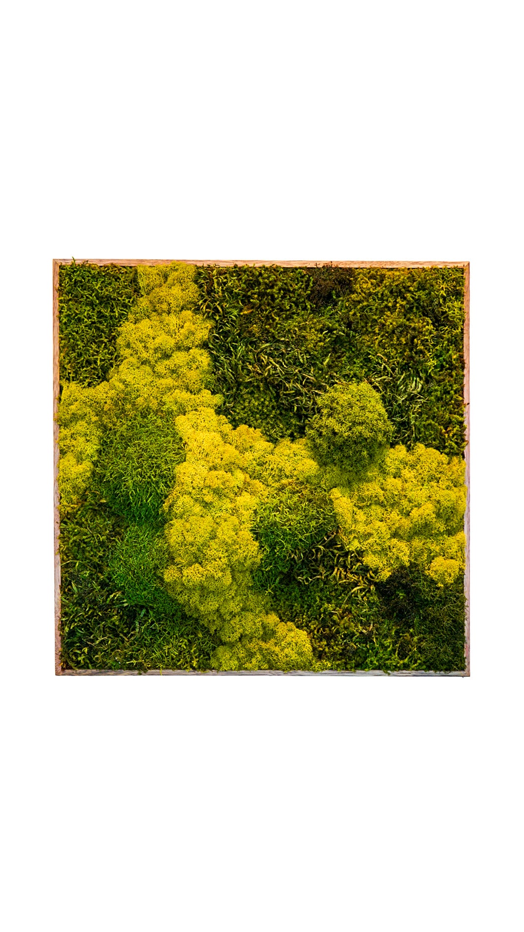 Quadro 60 x 60 Natural III