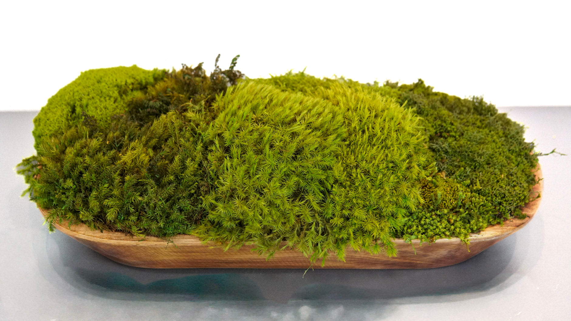 Woodland Canoe II