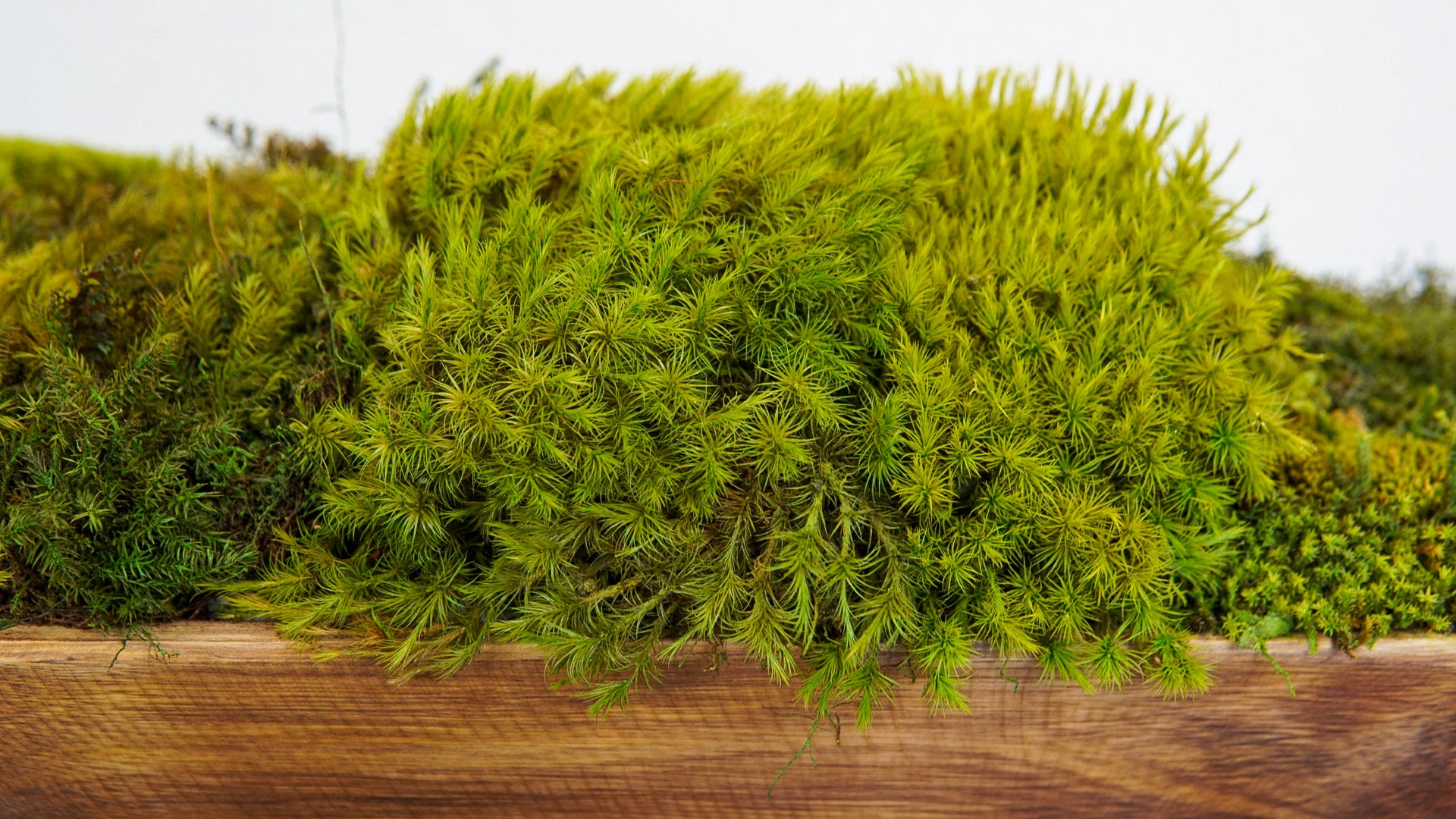 Woodland Canoe II