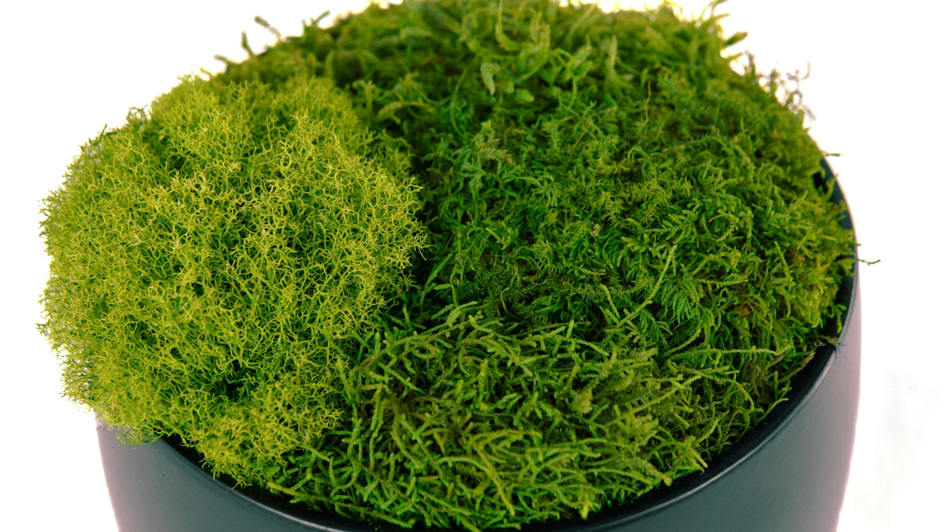 Moss Bowl Obsidian II