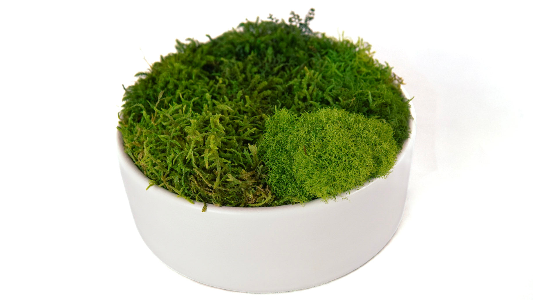 Snow Moss Bowl