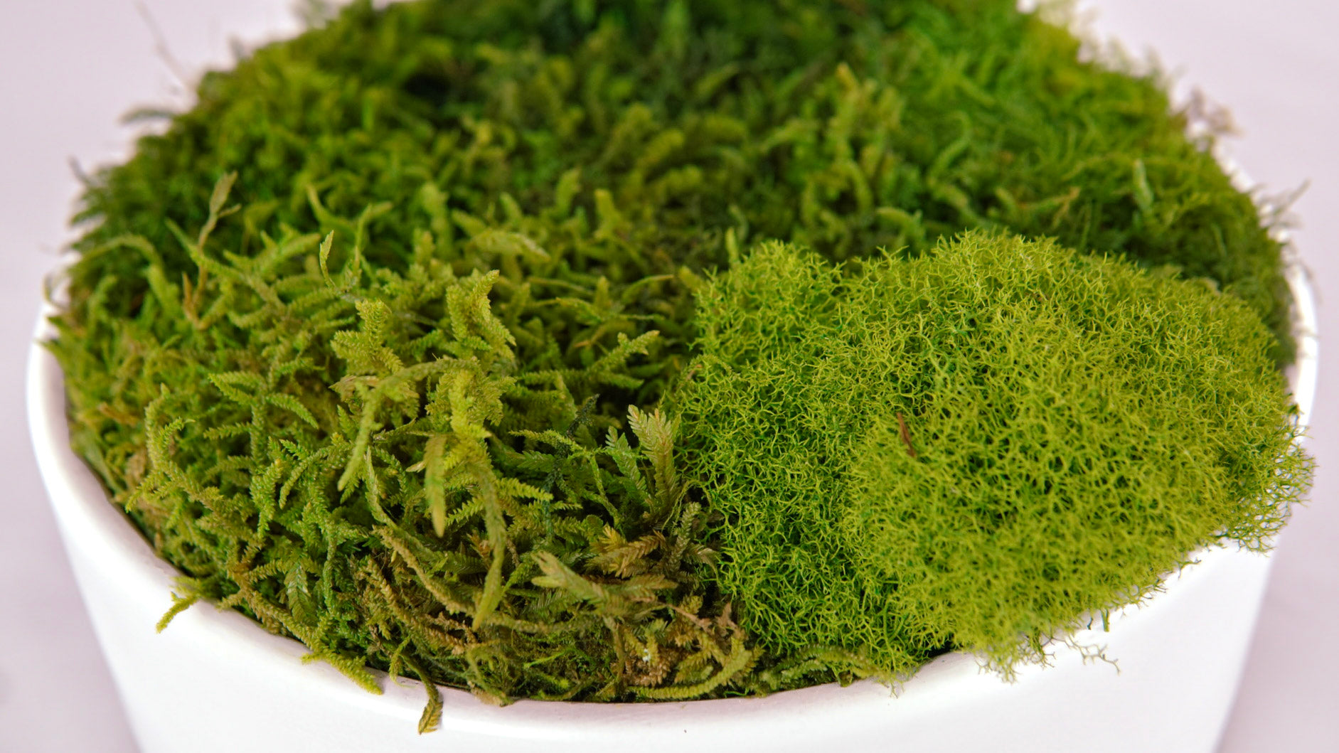 Snow Moss Bowl