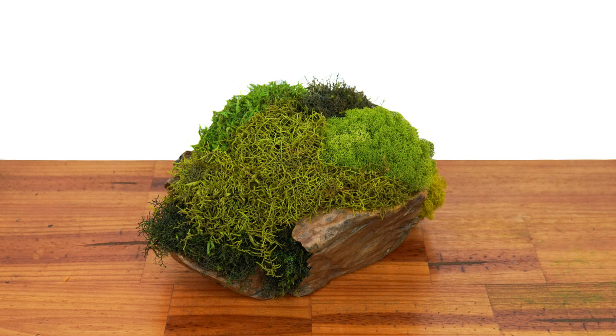 Root Teak