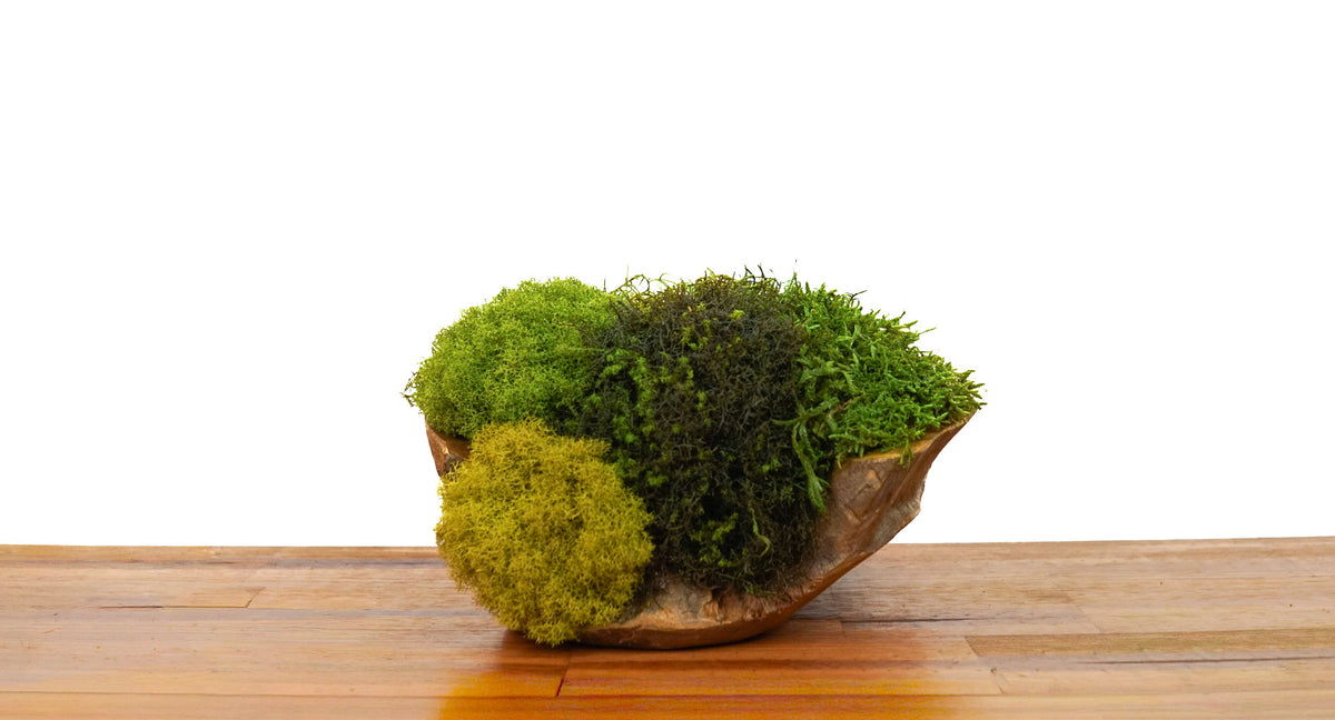 Root Teak