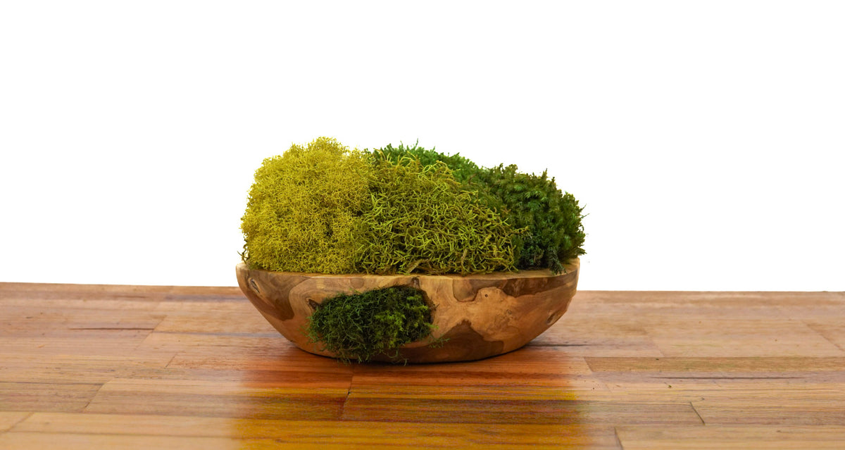 Root Teak II