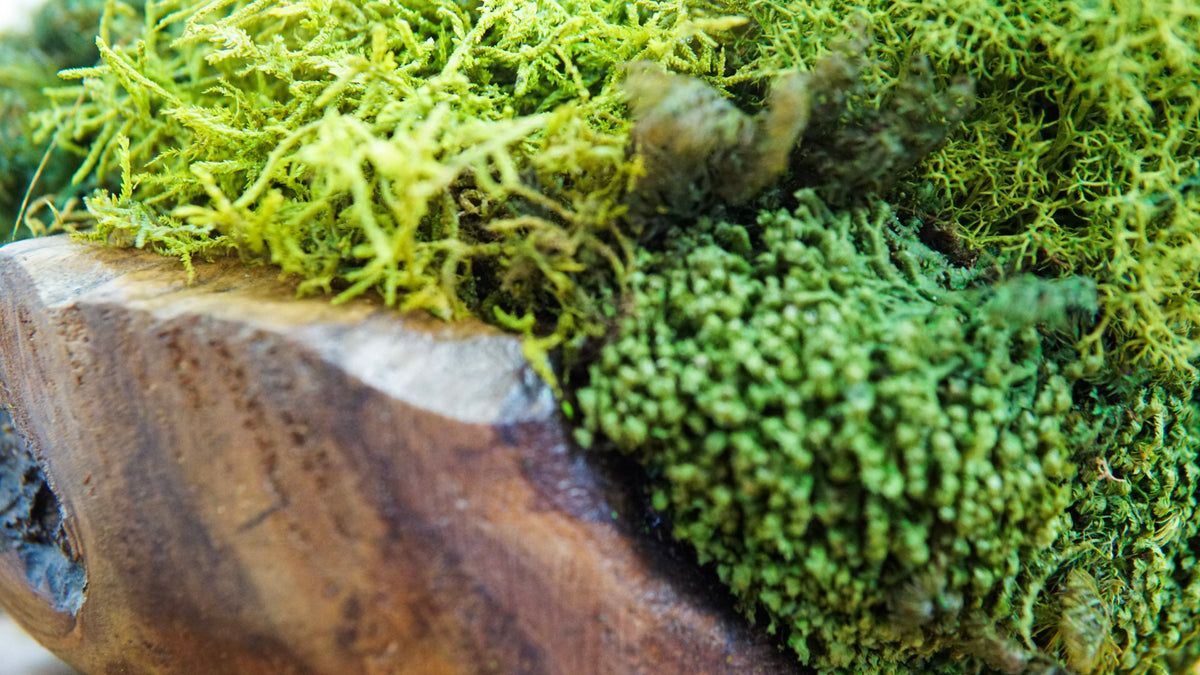 Root Teak V