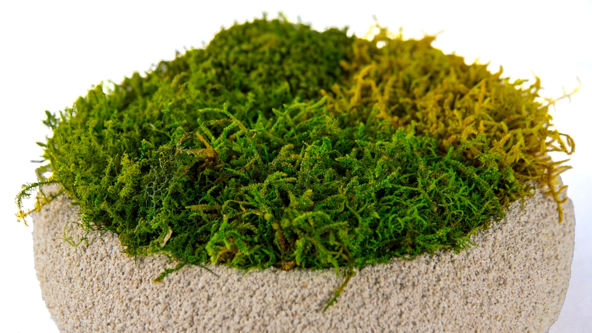 Moss Bowl Texturizado