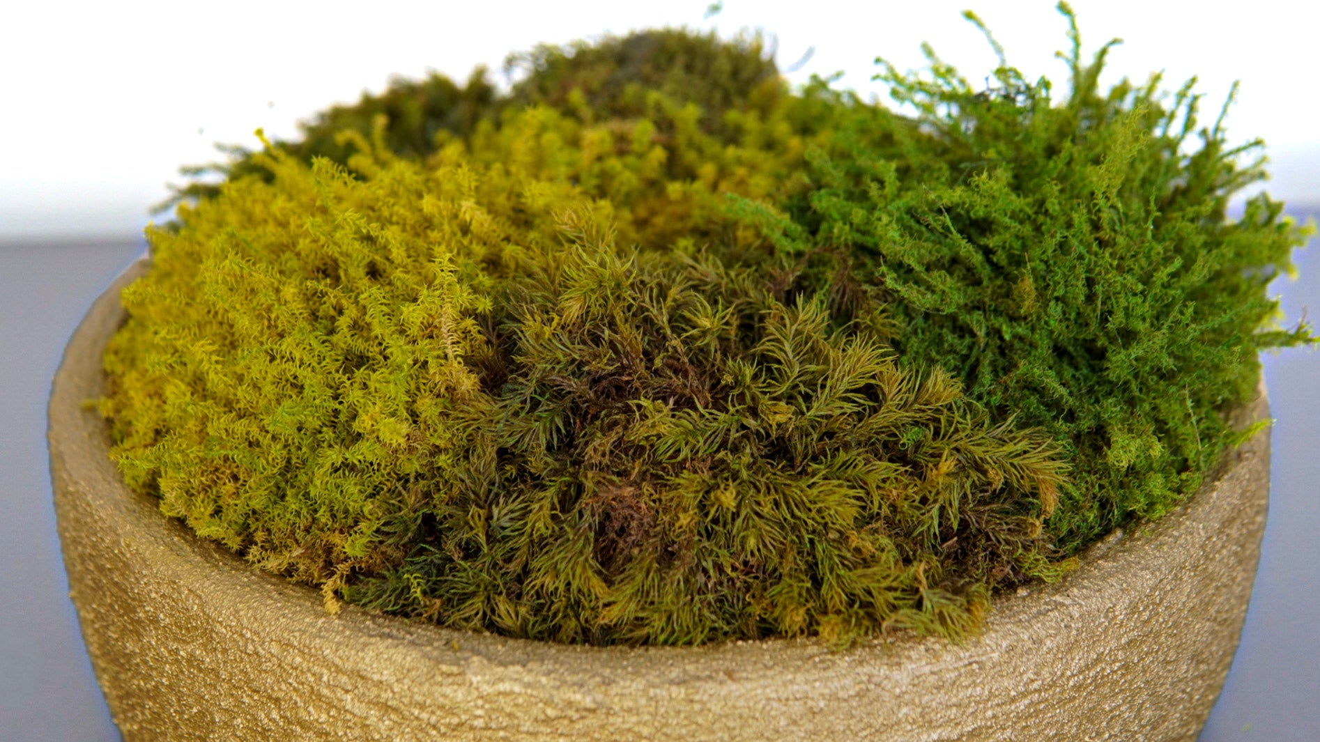 Golden Moss Bowl I