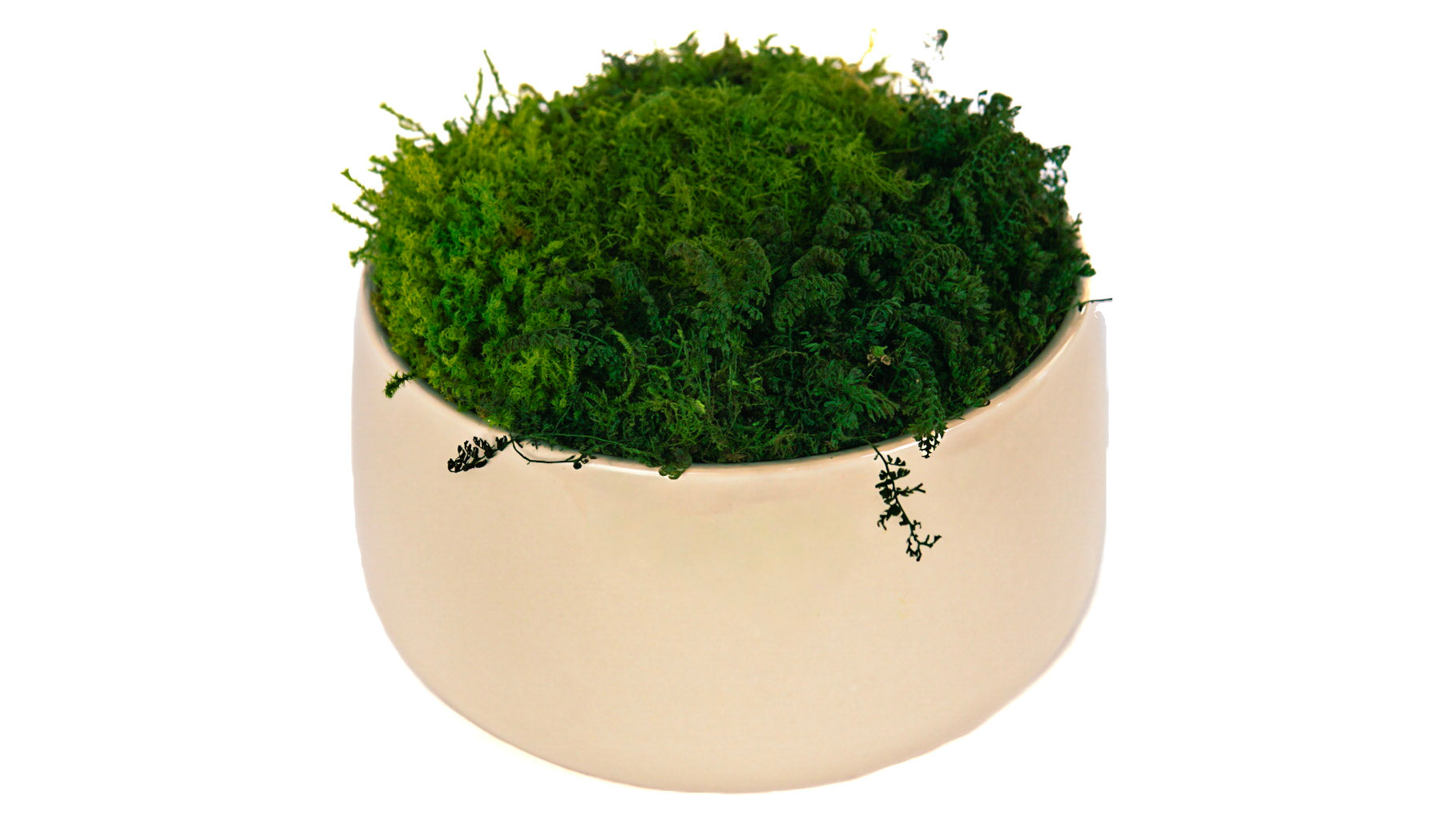 Ivory Moss Bowl I