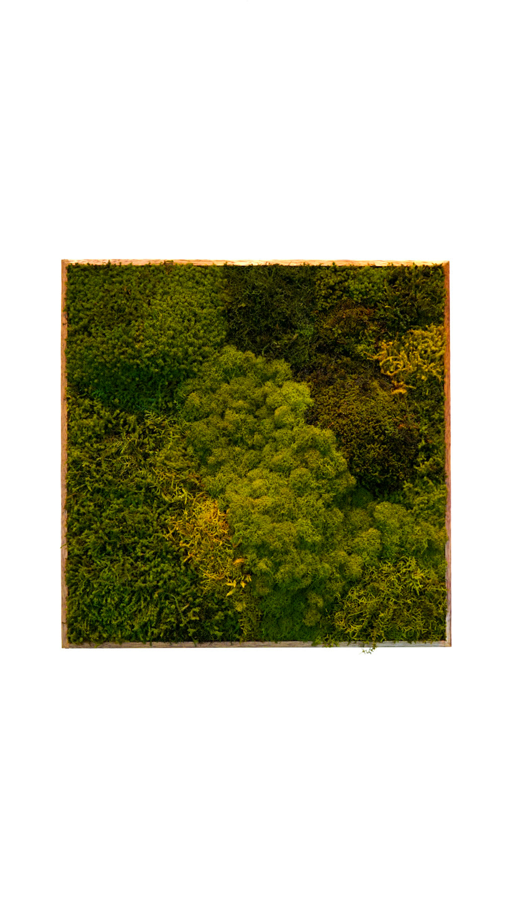 Quadro 50 x 50 Natural