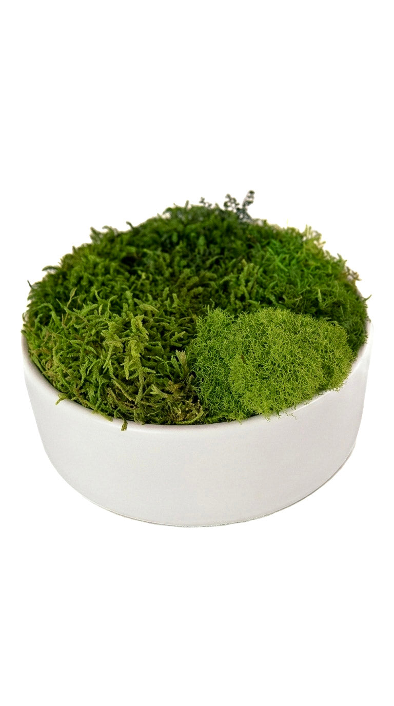 Snow Moss Bowl