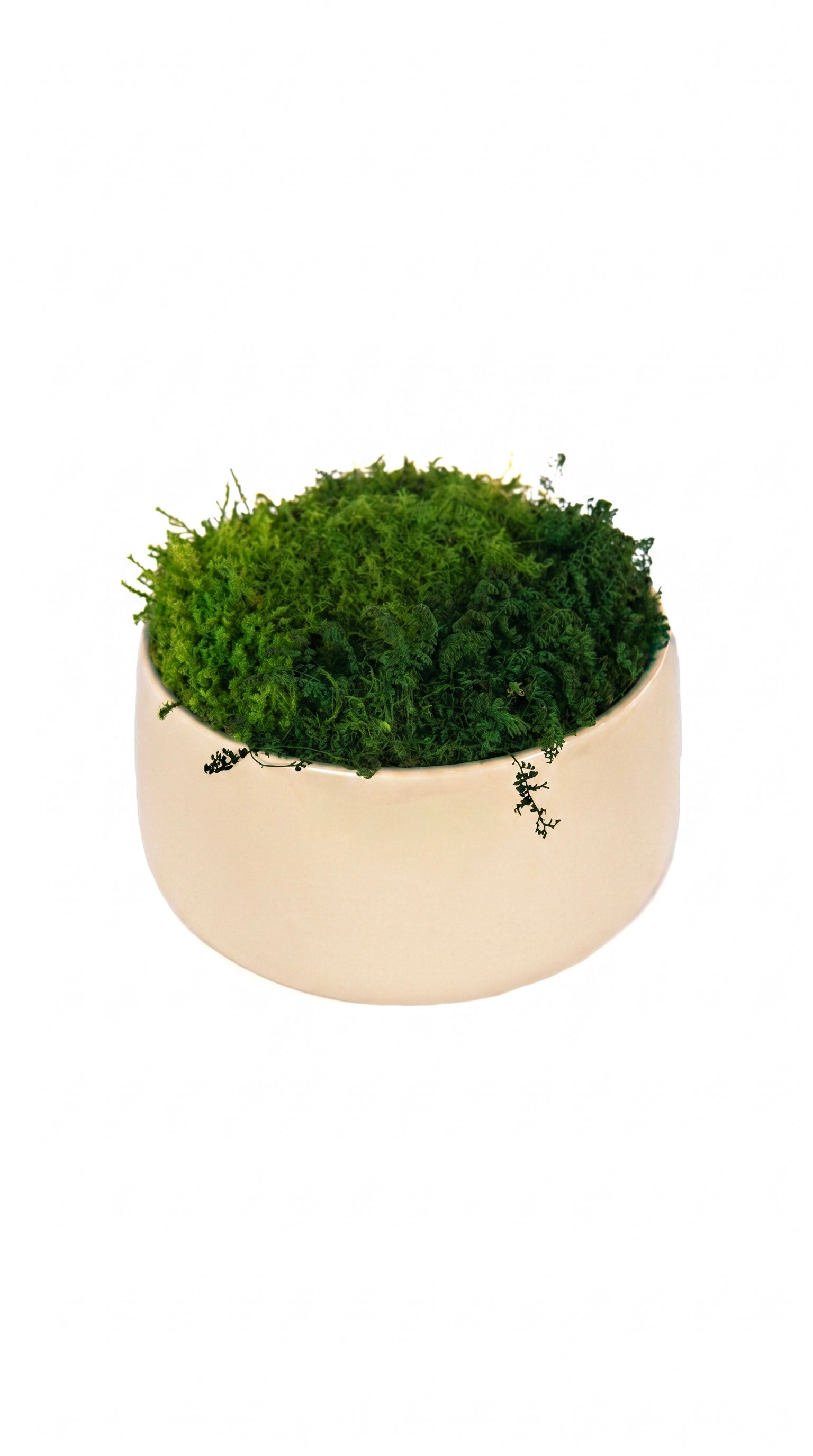 Ivory Moss Bowl I