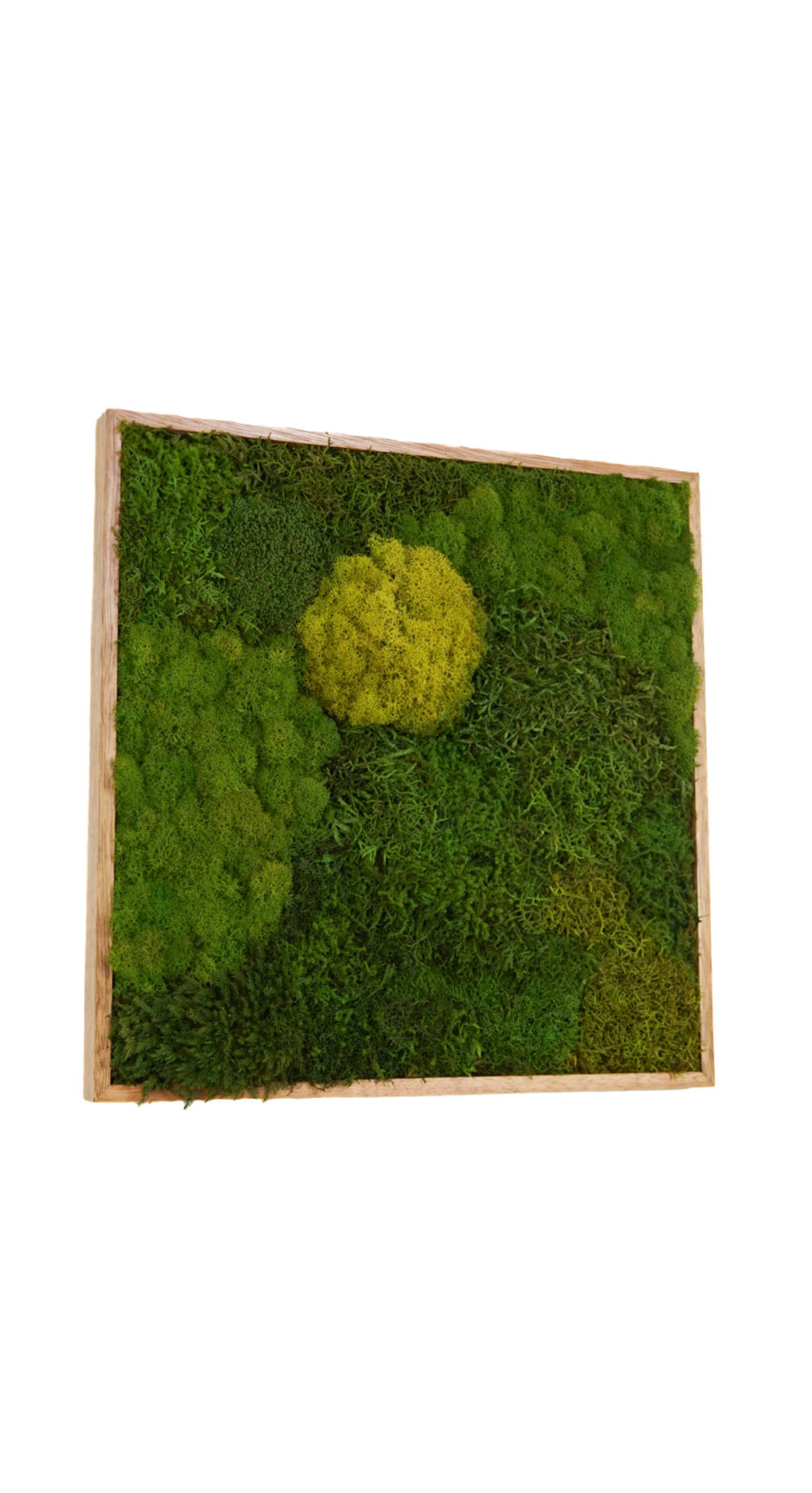 Quadro 50 x 50 Natural III