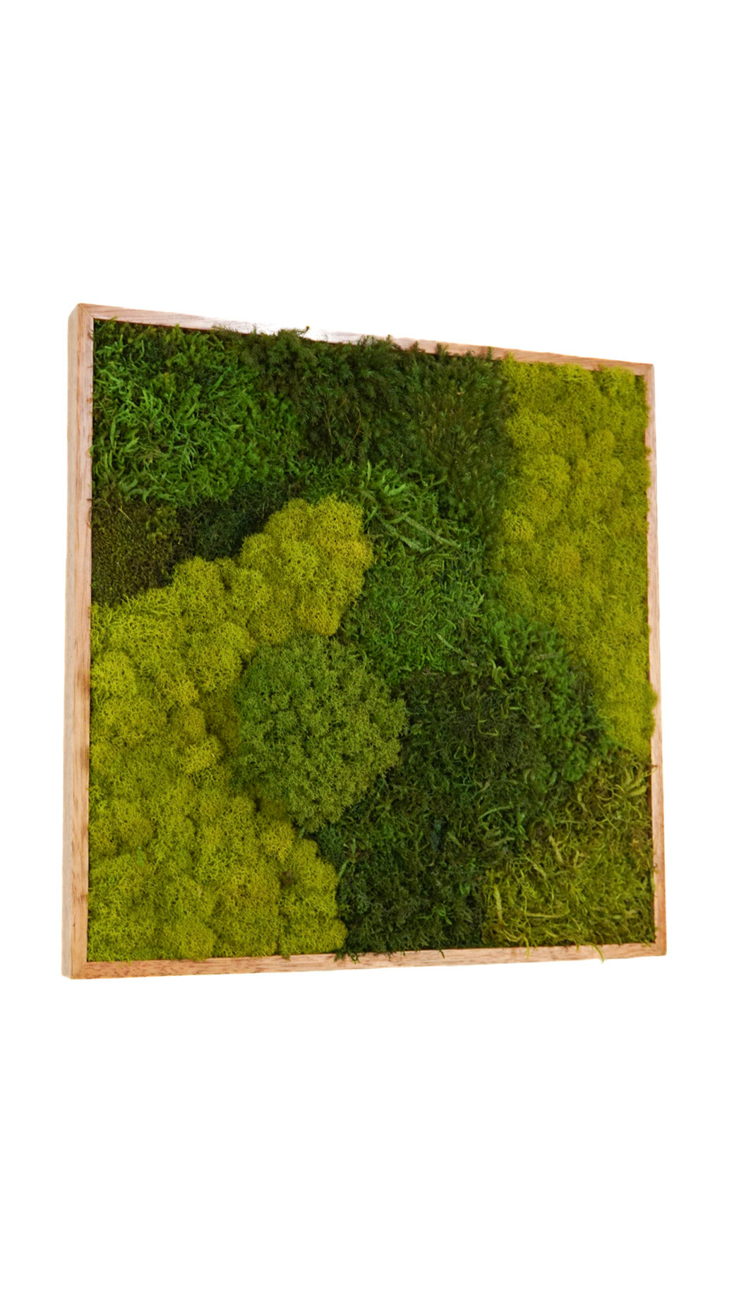 Quadro 50 x 50 Natural IV