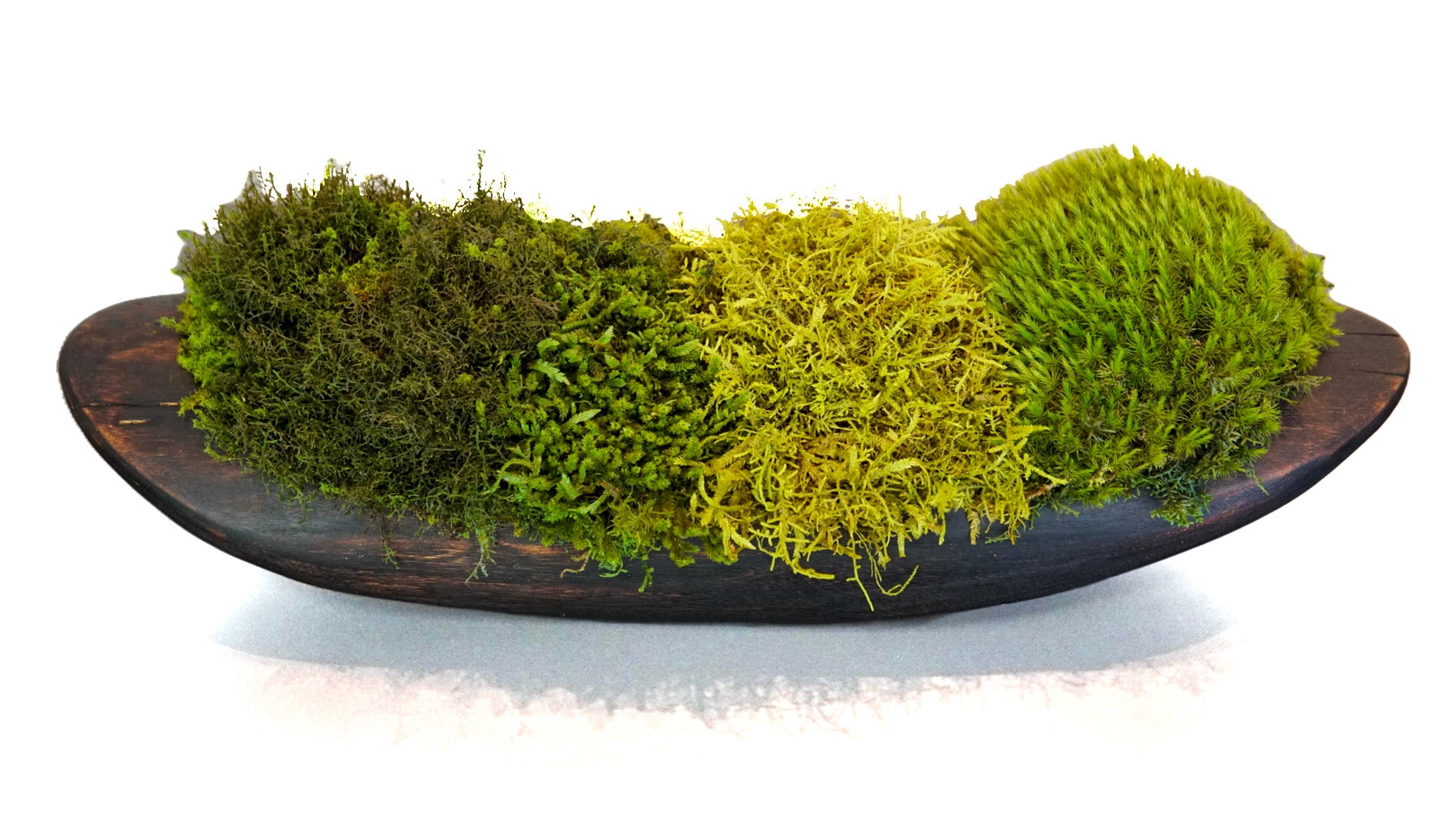 Verdant Horizon ll