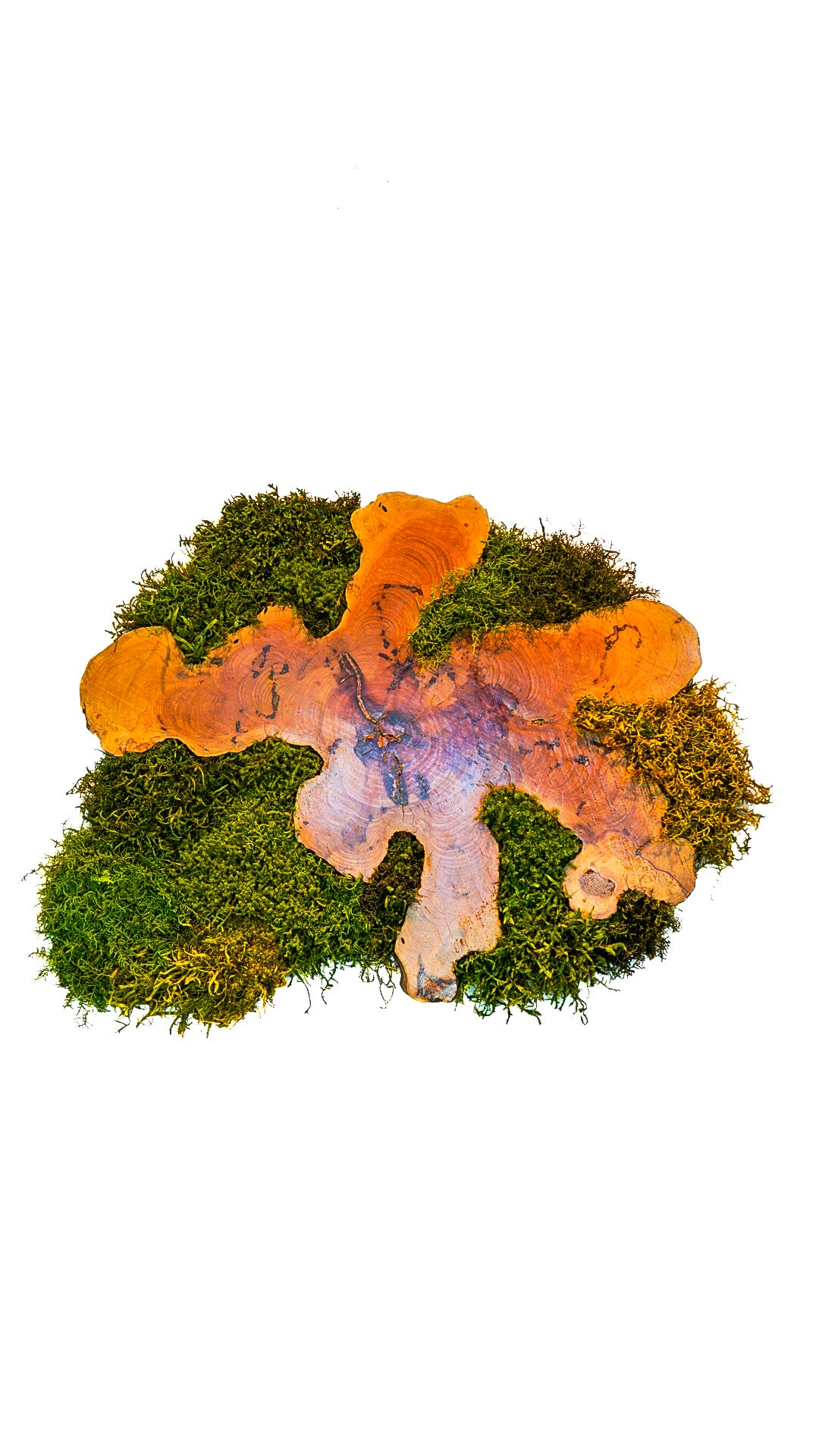 Rootform 72