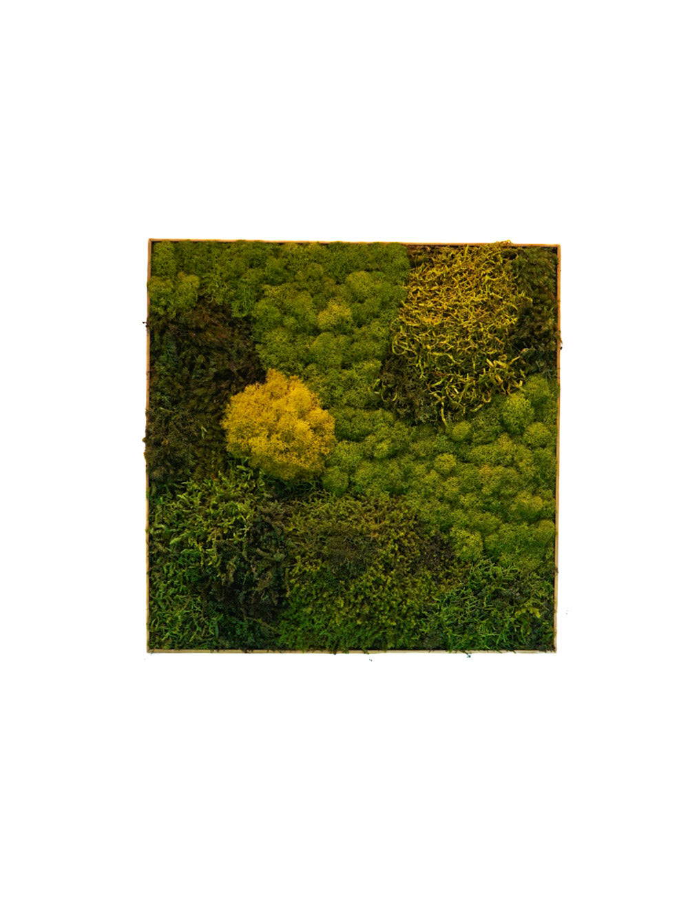Quadro 50 x 50 DOURADO III