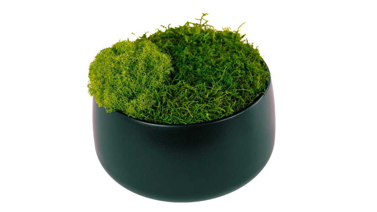Moss Bowl Obsidian II