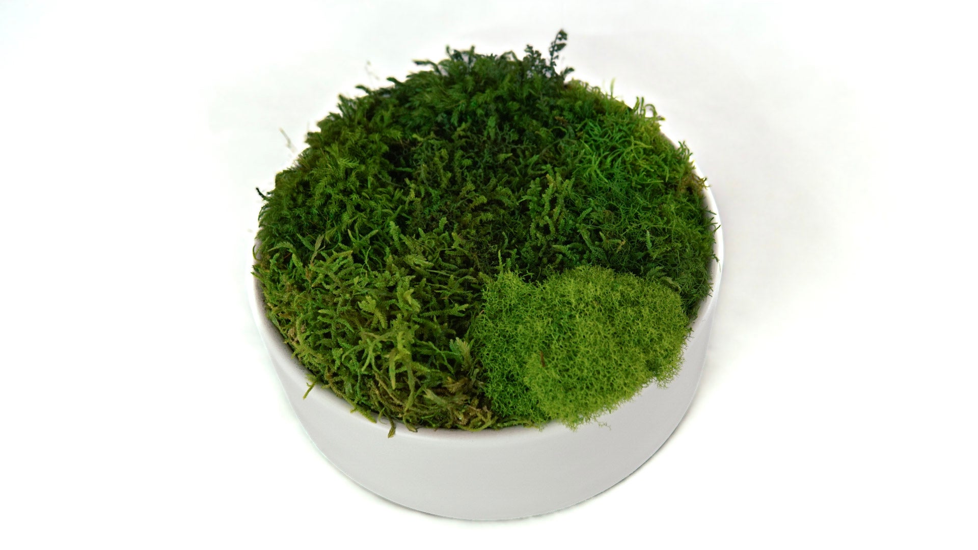 Snow Moss Bowl