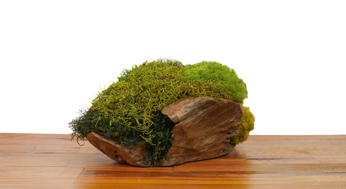 Root Teak