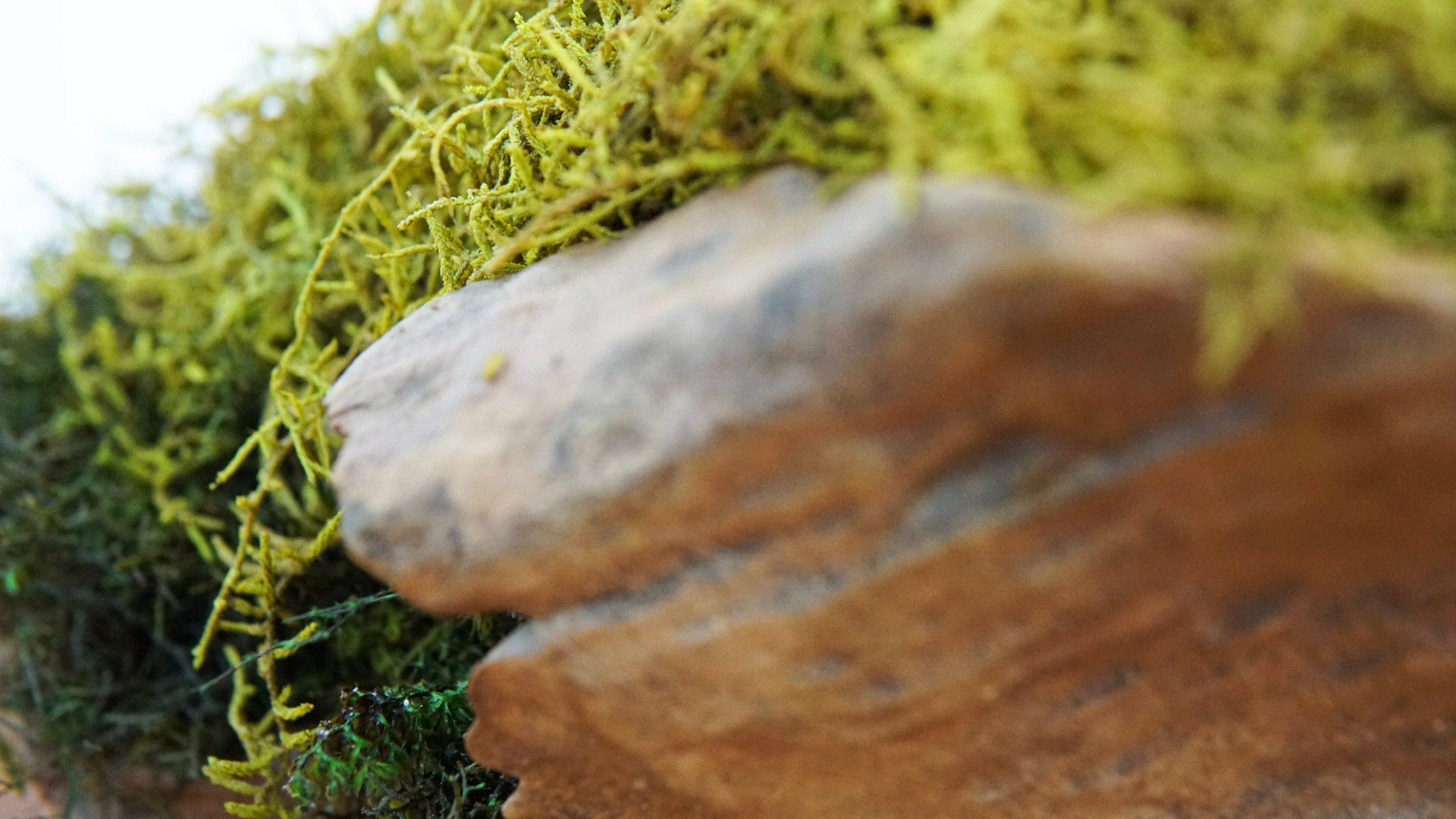 Root Teak