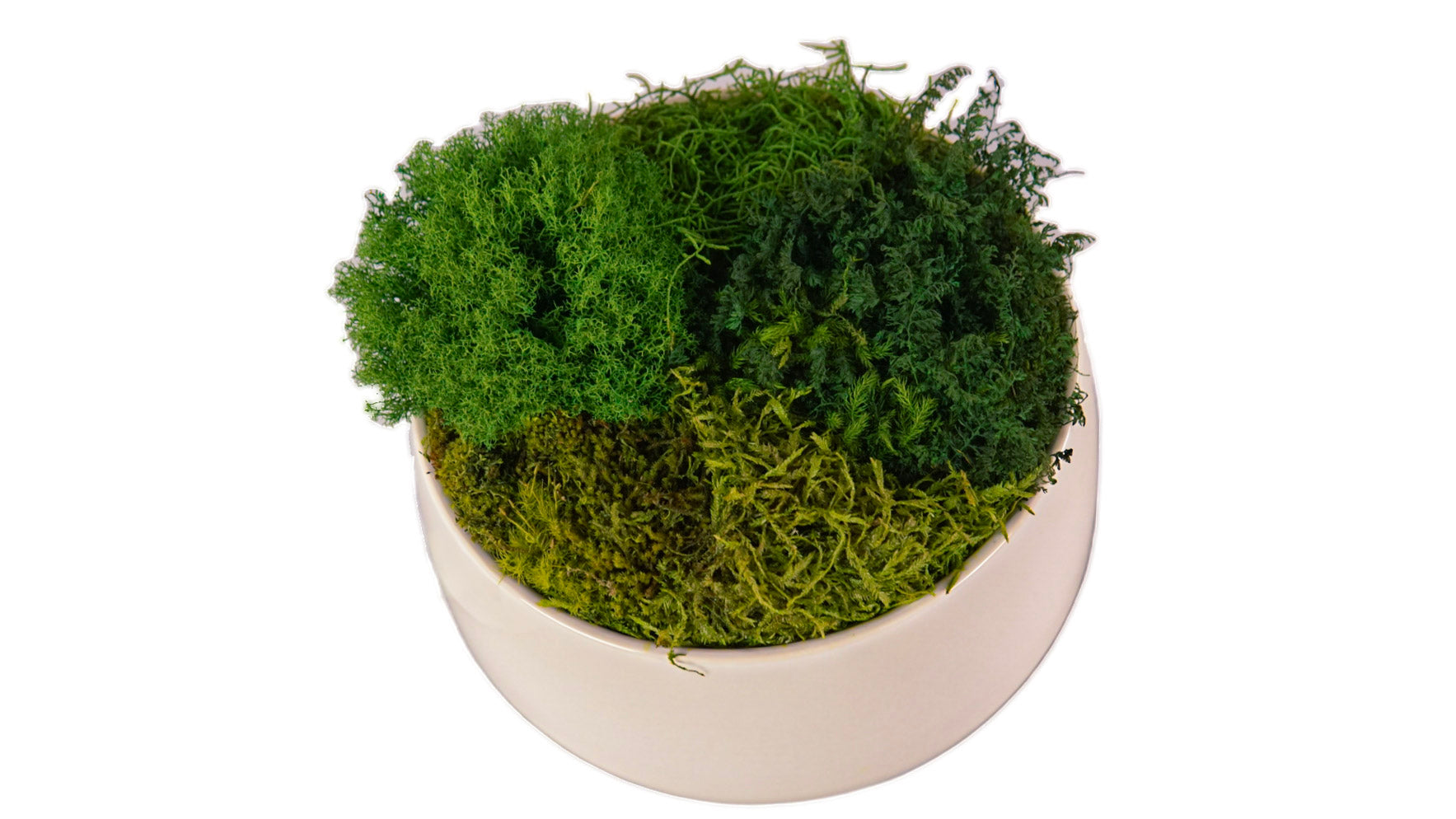 Ivory Moss Bowl II