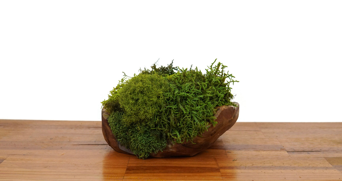 Root Teak V