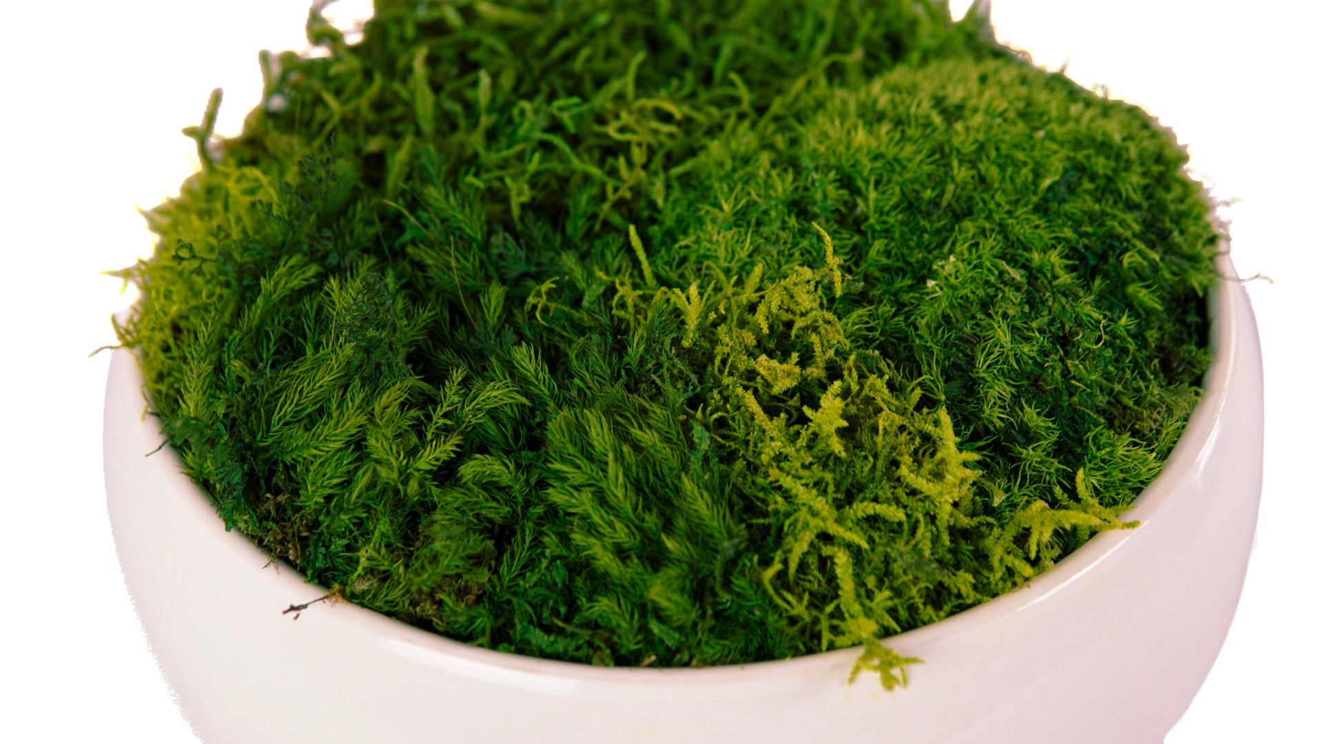 Cloud Moss Bowl I