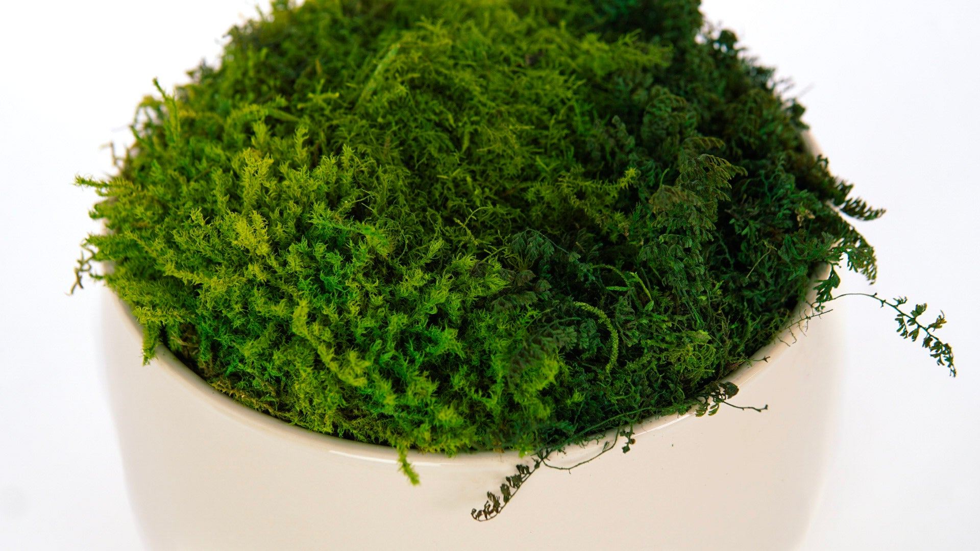 Ivory Moss Bowl I