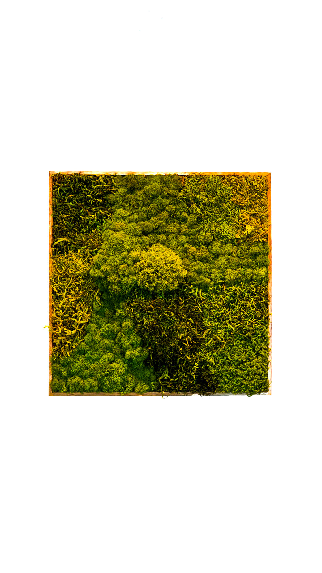 Quadro 50 x 50 Natural I