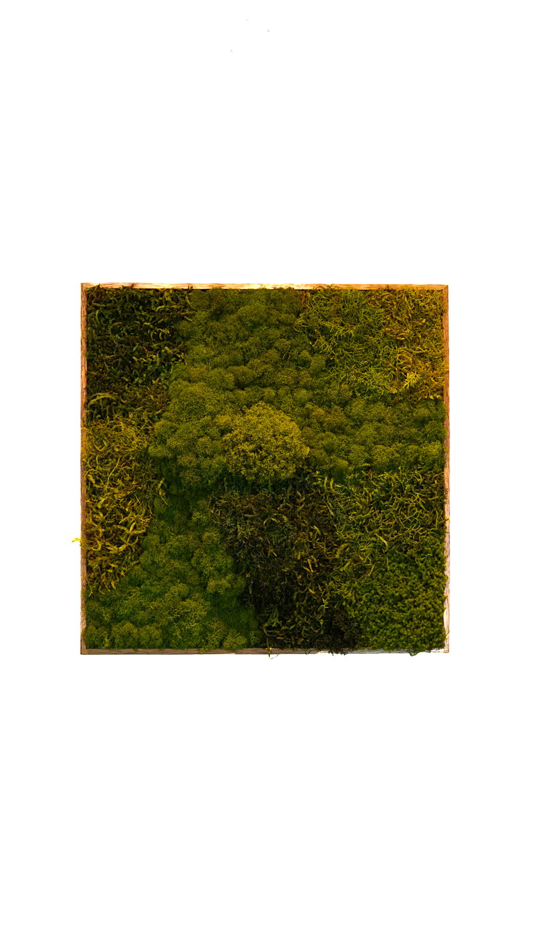 Quadro 50 x 50 Natural I(VENDIDO)