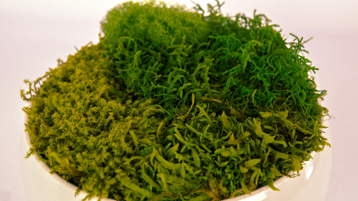 Cloud Moss Bowl