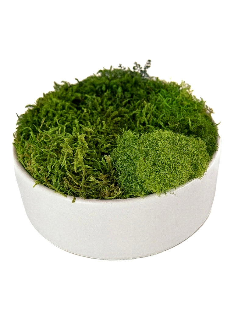 Snow Moss Bowl