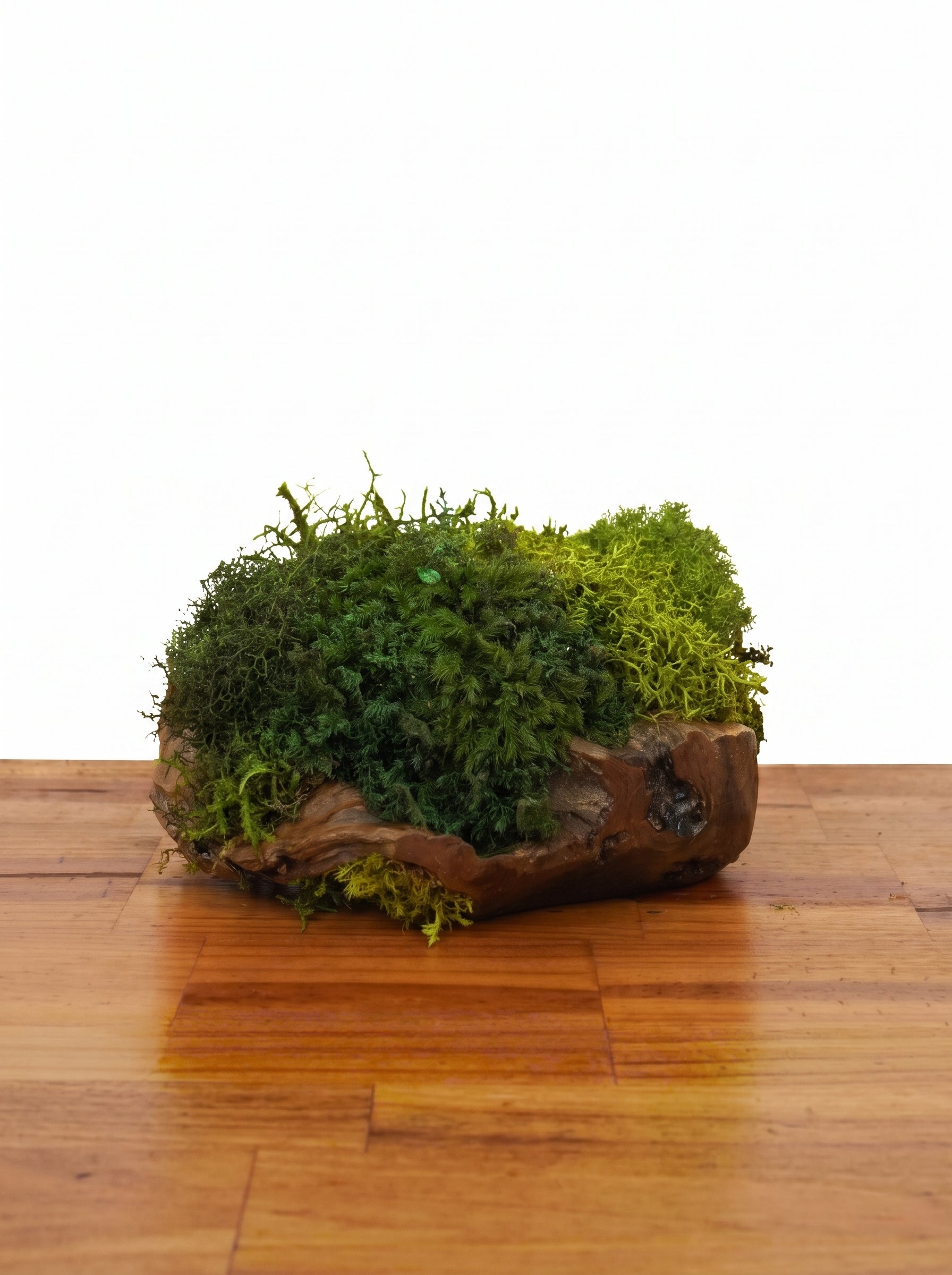 Root Teak V
